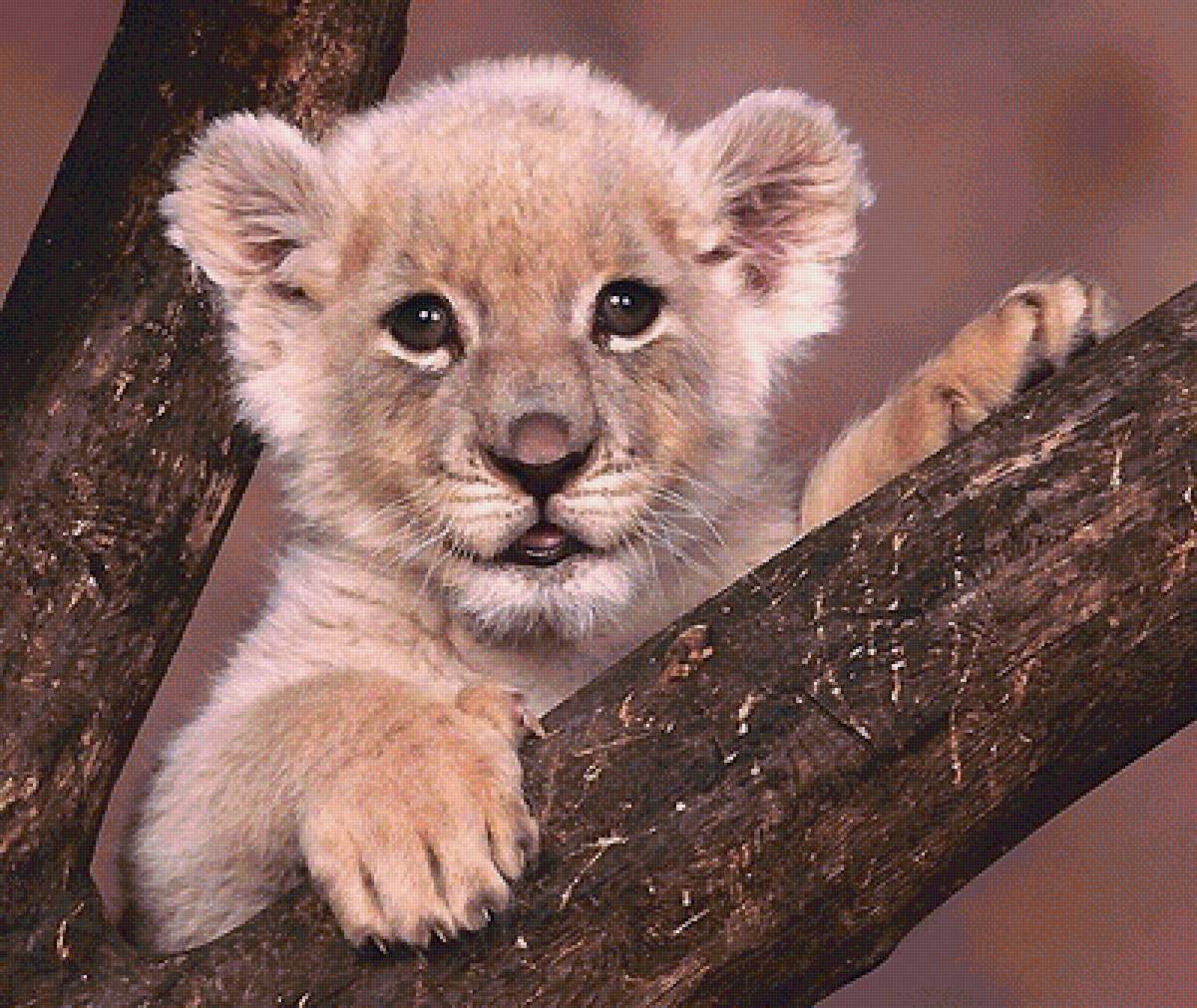 Львёнок - лев, дерево - предпросмотр