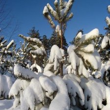 Схема вышивки «Принакрылась снегом»