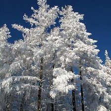 Сказочный лес