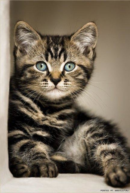 Поиграй со мной - котенок, кошки, животные - оригинал