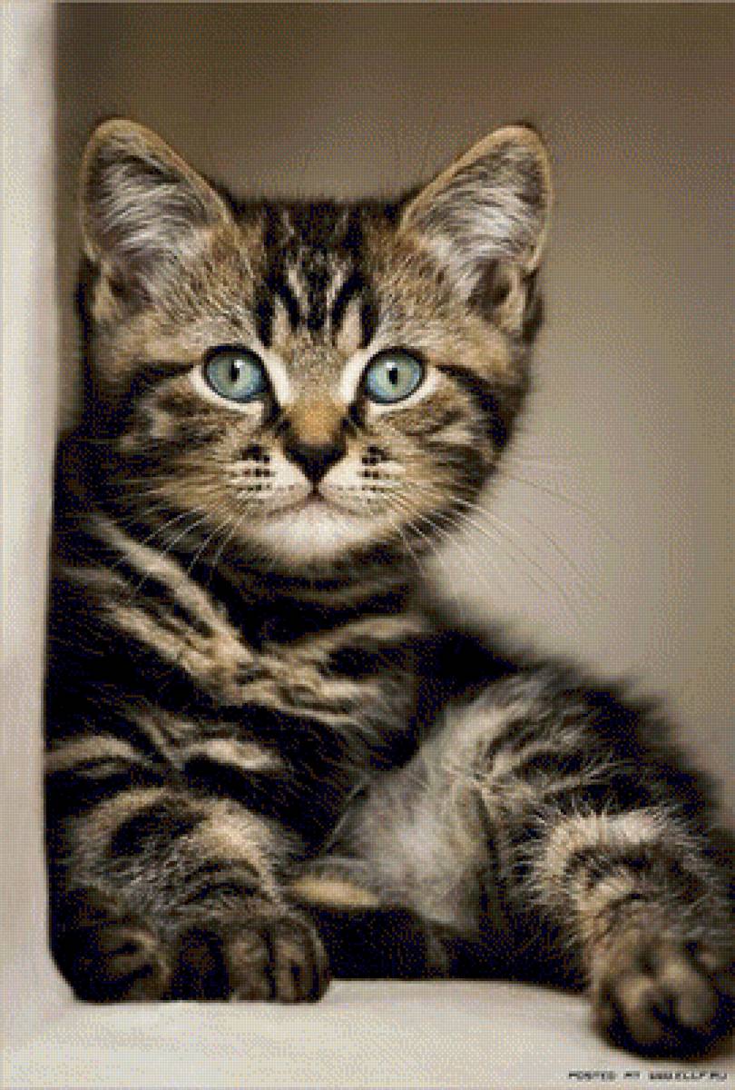 Поиграй со мной - животные, кошки, котенок - предпросмотр