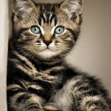 Поиграй со мной