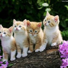 Схема вышивки «Любопытные котята»