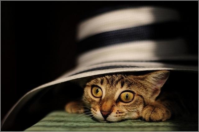 Живая шляпа - животные, кошки - оригинал