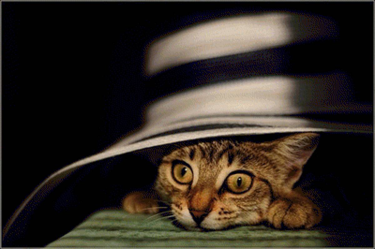 Живая шляпа - кошки, животные - предпросмотр