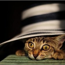 Живая шляпа