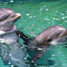 Схема вышивки «Дельфины»