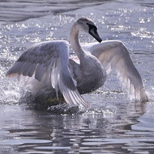 Схема вышивки «Лебедь»