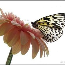 Схема вышивки «Силуэт»