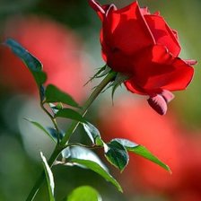 Схема вышивки «Роза»