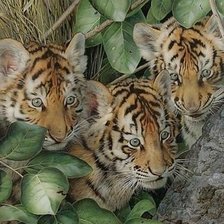 Схема вышивки «дикие»