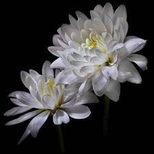 Схема вышивки «Хризантемы»