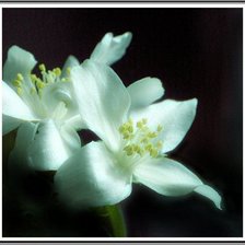 Схема вышивки «Цветы на черном фоне»