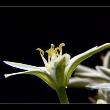 Схема вышивки «На черном фоне»