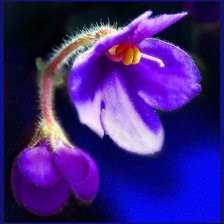 Схема вышивки «Фиалка»