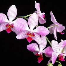 Схема вышивки «Орхидея»