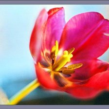 Схема вышивки «Тюльпан»