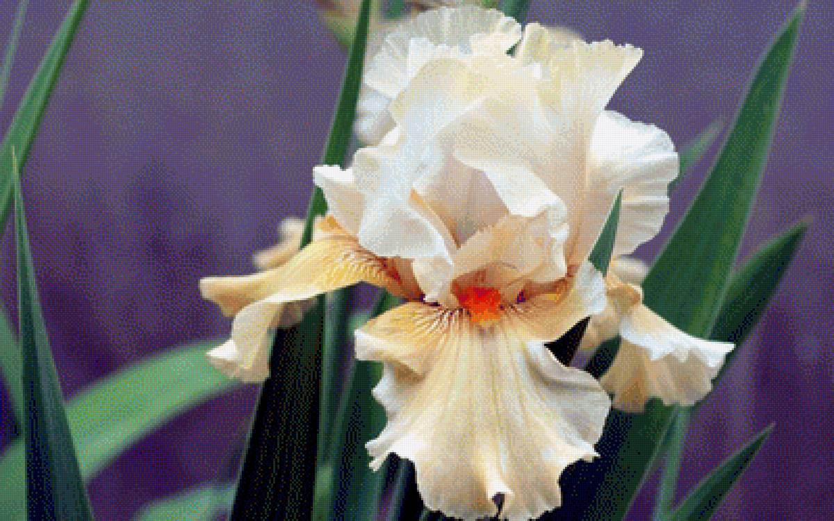 Ирис - цветы, ирис - предпросмотр