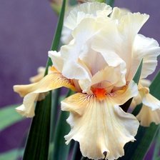 Схема вышивки «Ирис»