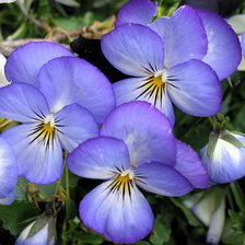 Схема вышивки «Анютины глазки»