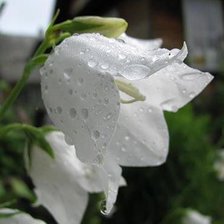 Схема вышивки «Колокольчик»