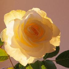 Схема вышивки «Под утренним солнцем»