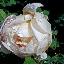 Схема вышивки «В каплях росы»