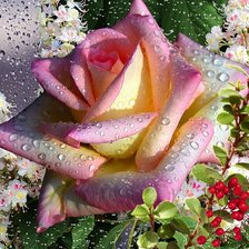 Схема вышивки «№2010051»