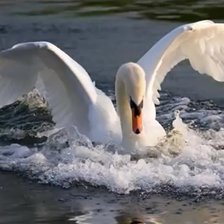 Схема вышивки «ЛЕБЕДЬ»