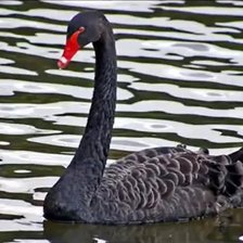 Схема вышивки «ЛЕБЕДЬ»