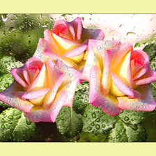 Схема вышивки «Розы.»