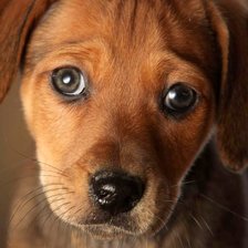 Схема вышивки «Щенок»