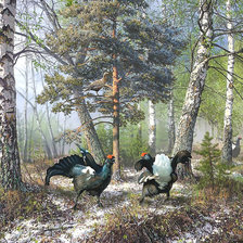 Глухари в лесу.