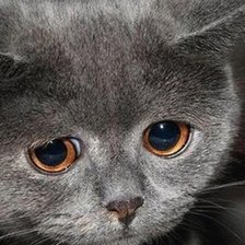 Схема вышивки «Обидно»