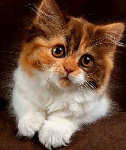 Пушистый комочек - котенок, кошки, животные - оригинал