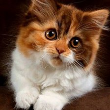 Схема вышивки «Пушистый комочек»