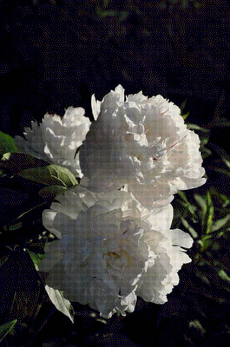 Пионы - пионы, цветы - предпросмотр