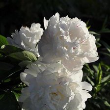 Схема вышивки «Пионы»