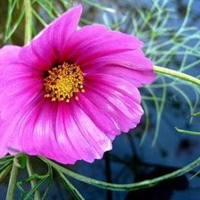 Схема вышивки «Космея»