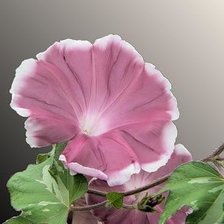 Схема вышивки «Ипомея(вьюнок)»