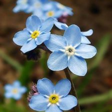 Схема вышивки «Незабудка»