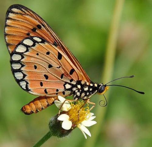 Остановись мгновение - бабочки - оригинал