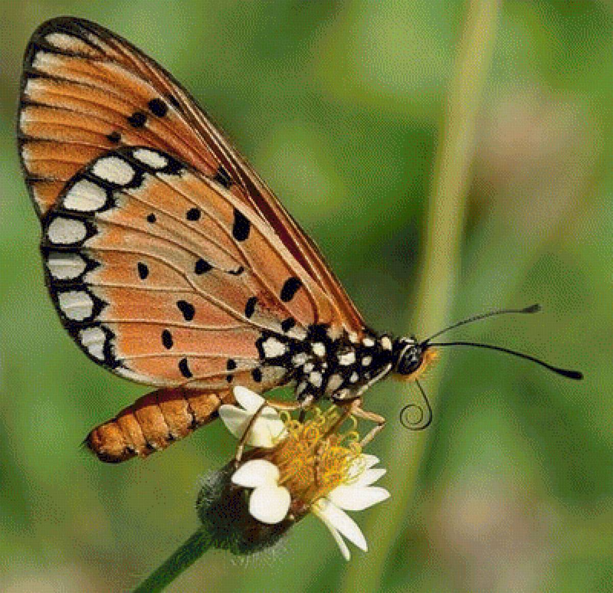 Остановись мгновение - бабочки - предпросмотр