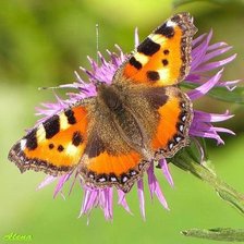 Схема вышивки «Крапивница»