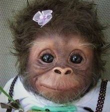 милая обезьянка