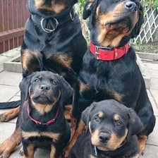 Схема вышивки «Ротвейлеры»