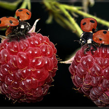 Схема вышивки «Прилетели на обед»