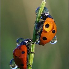 Схема вышивки «В каплях росы»