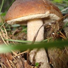 Схема вышивки «Красавец подберезовик»