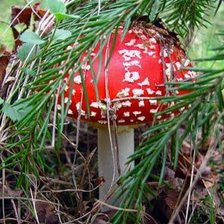 Схема вышивки «В красной шляпке»